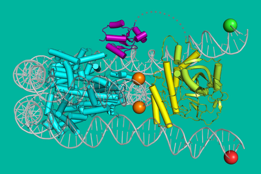 компьютерная модель «починки» ДНК