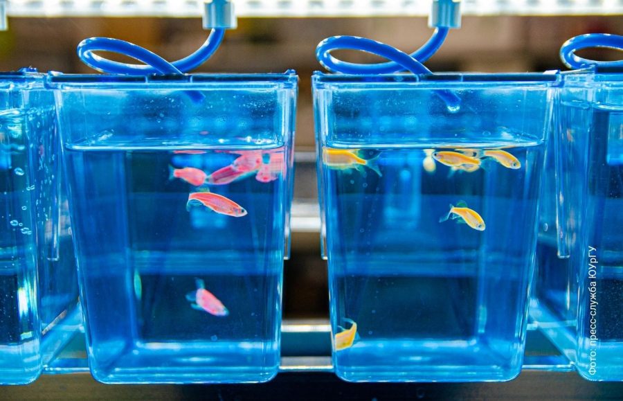 В ЮУрГУ синтезировали молекулу избирательного действия против тревоги 1 Рыбки