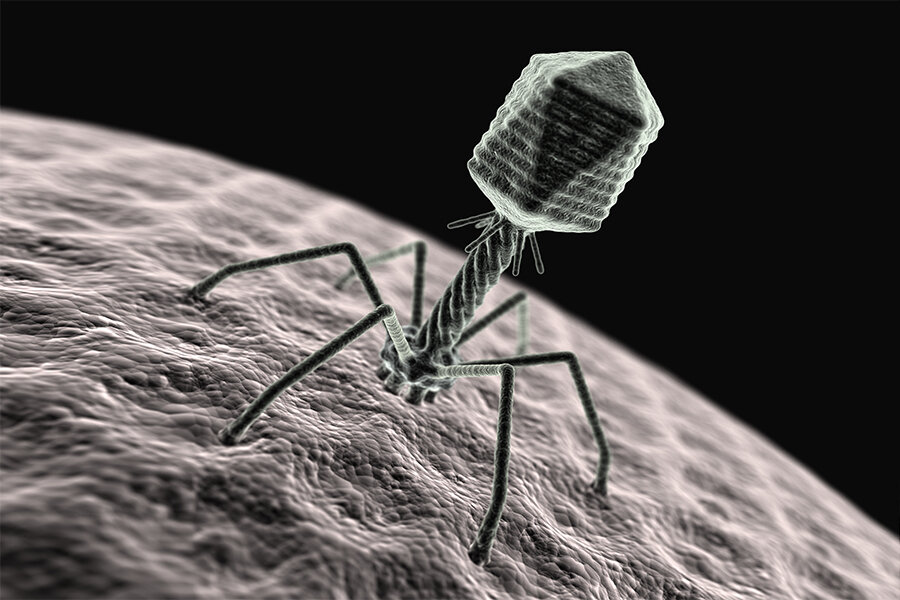 бактериофаг бактериофаг