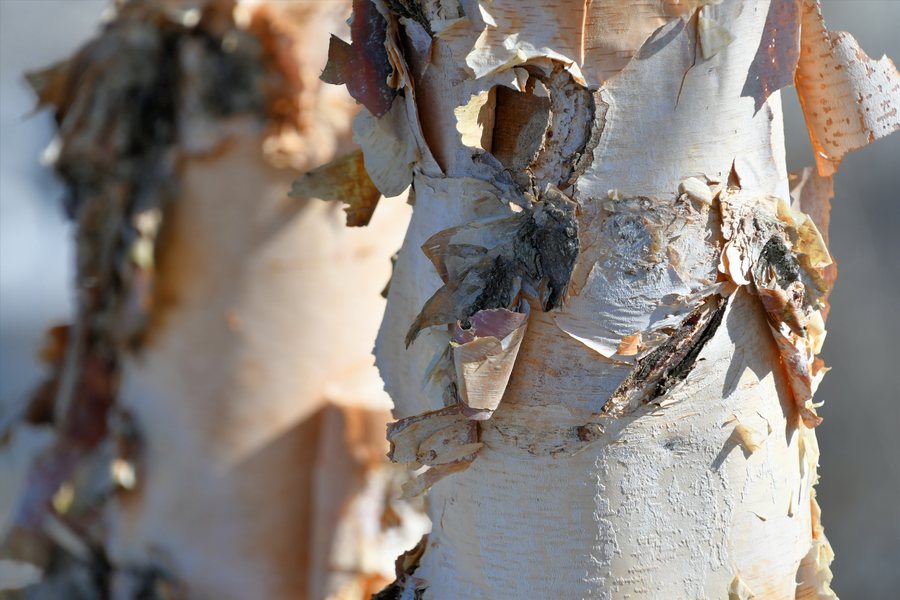 Березовая кора