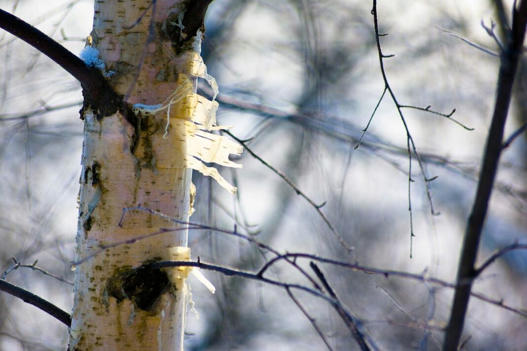 bereza береста березы