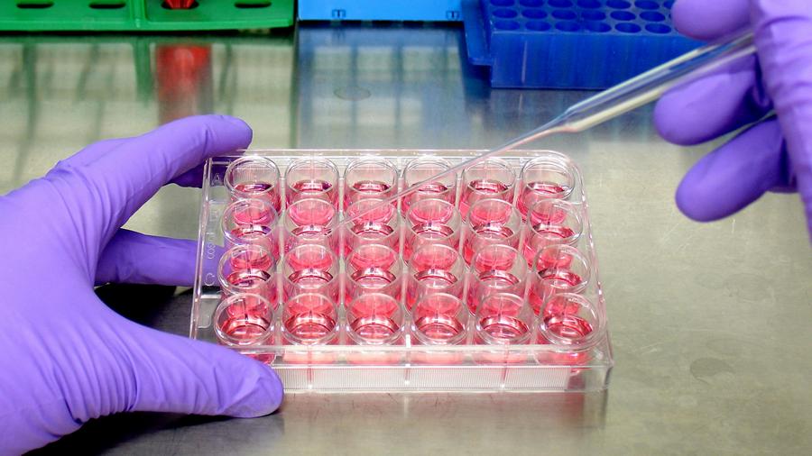 Клеточные технологии Клеточные технологии