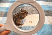 Сам себе инспектор. Мнения, примеры Сам себе инспектор. Мнения, примеры