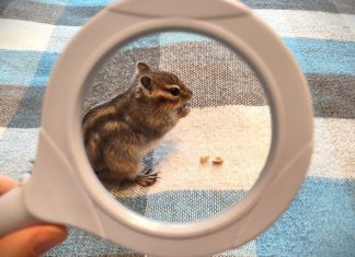 Сам себе инспектор. Мнения, примеры Сам себе инспектор. Мнения, примеры