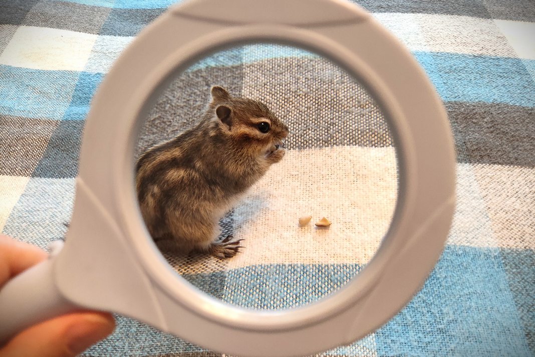 Сам себе инспектор. Мнения, примеры