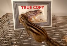 «А какие у вас документы?» Новая версия главы 4 EU GMP True Copy