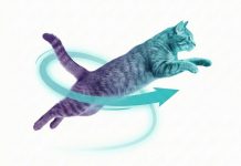 500 млн рублей на здоровье питомцев: ПРОМОМЕД начал выпуск замены дефицитному «Онсиору» ПРОМОМЕД начал выпуск замены дефицитному «Онсиору»