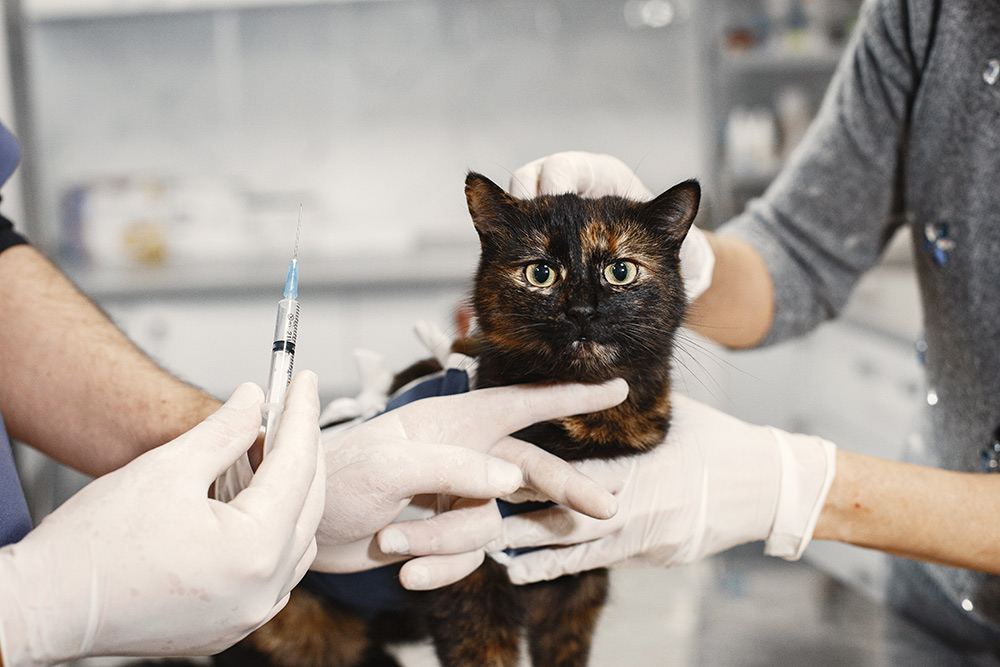 cat-vaccine ветеринарные вакцины