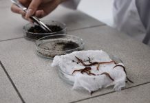 Ученые из Омска создают омолаживающую косметику на основе экстракта дождевых червей Eisenia foetida