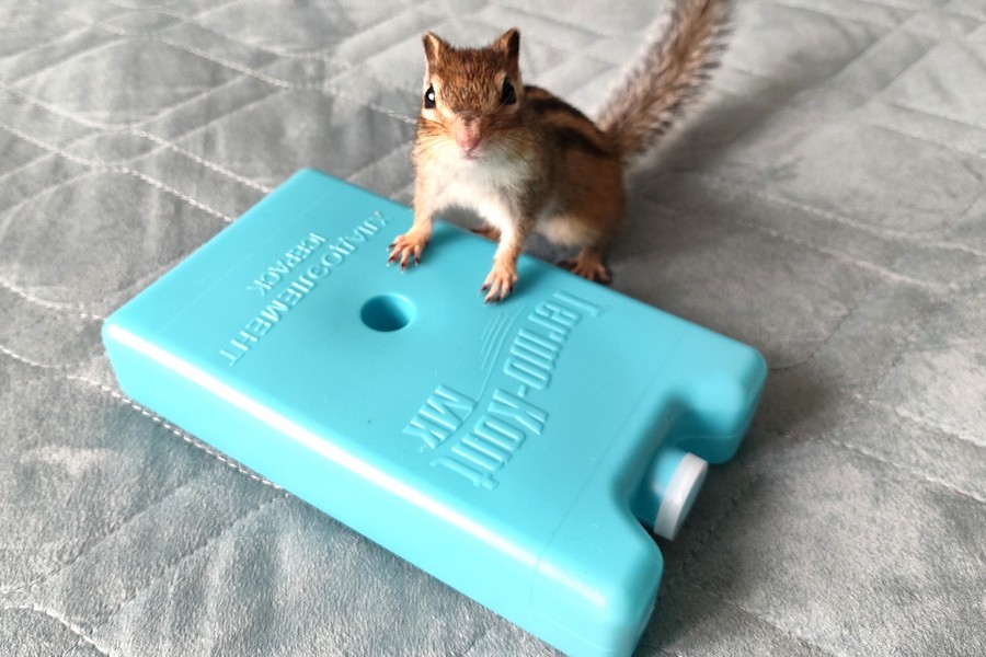 Cold Chain: «Скованные одной цепью»