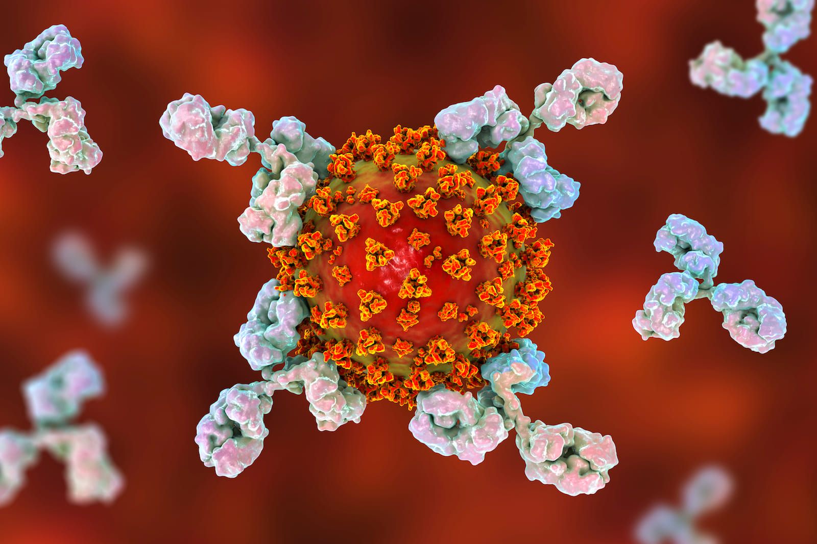 covid-virus-antibodies