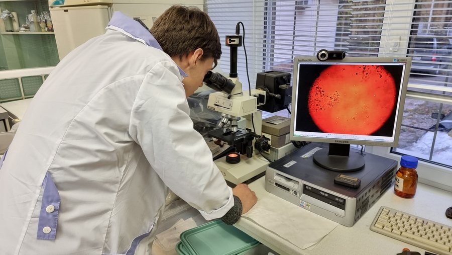 Ферменты-«ножницы» Ферменты-«ножницы»