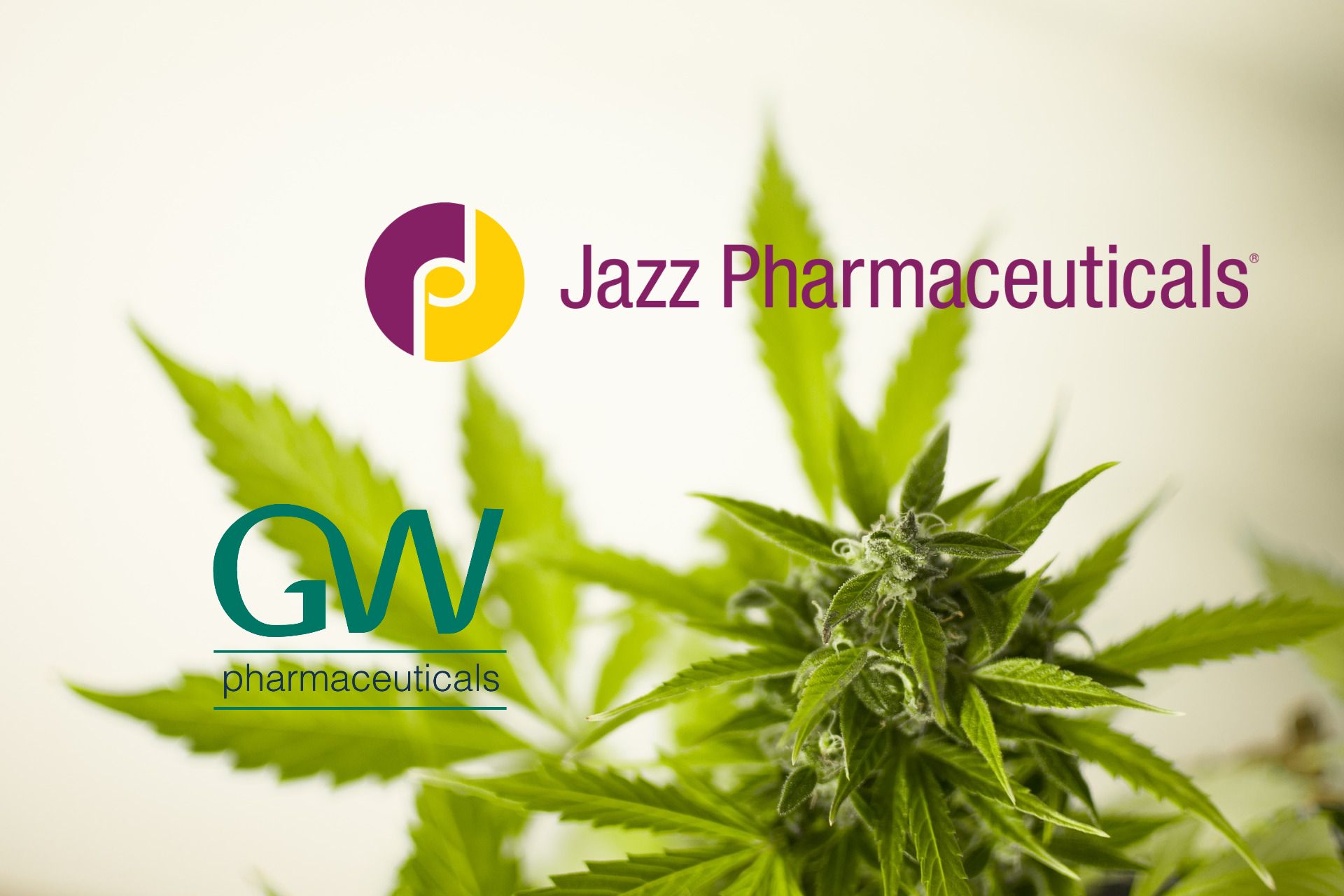 jazz-gw-cannabinoid