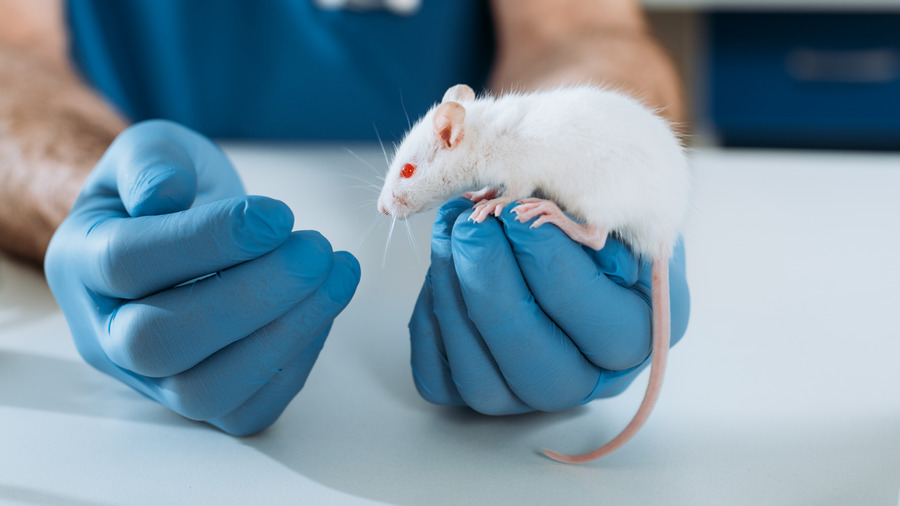лабораторная крыса лабораторная крыса