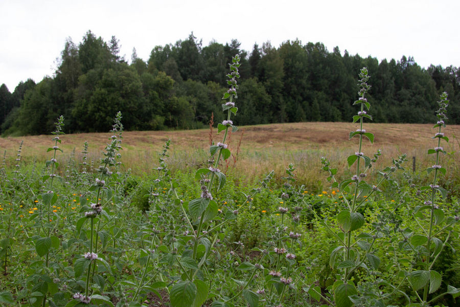 лекарственные растения лекарственные растения