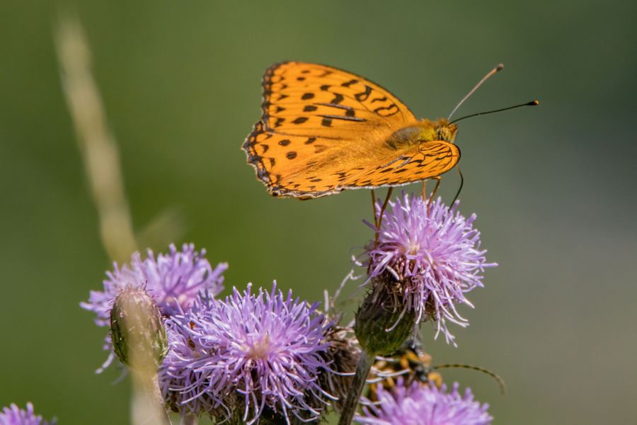 Левзея Левзея