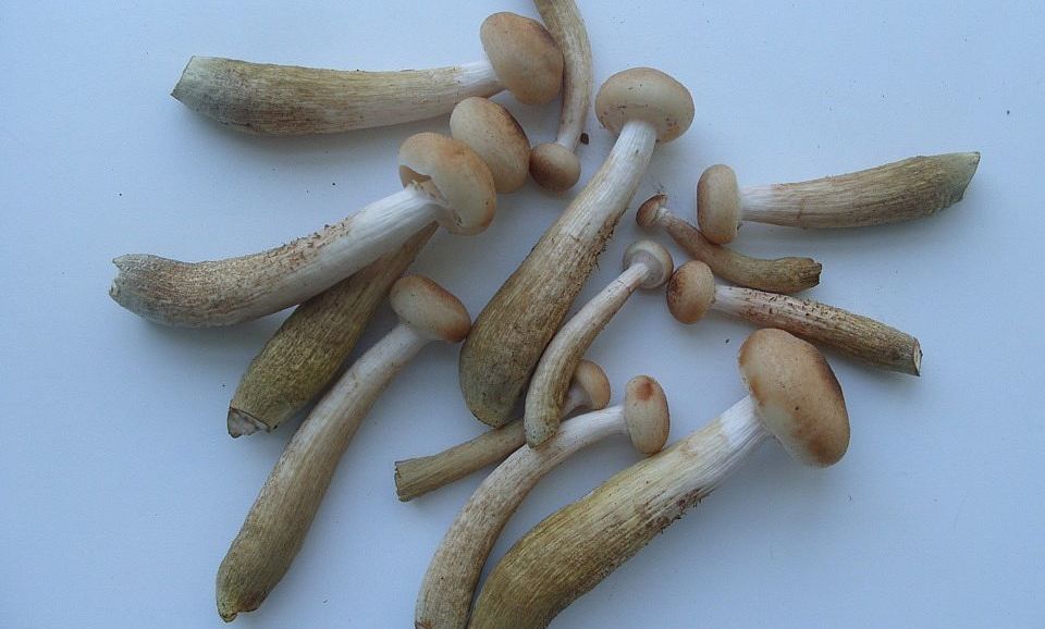 mashrooms грибы