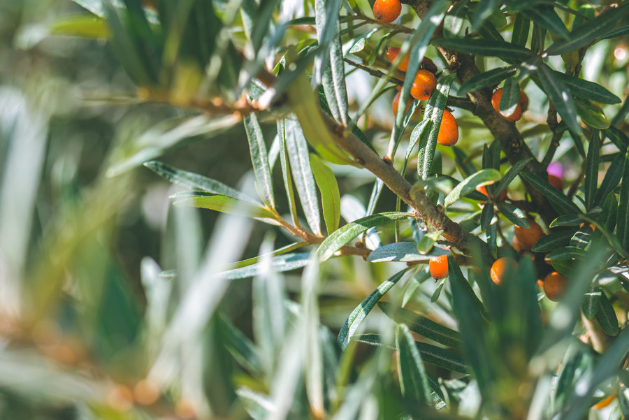 Облепиха Облепиха