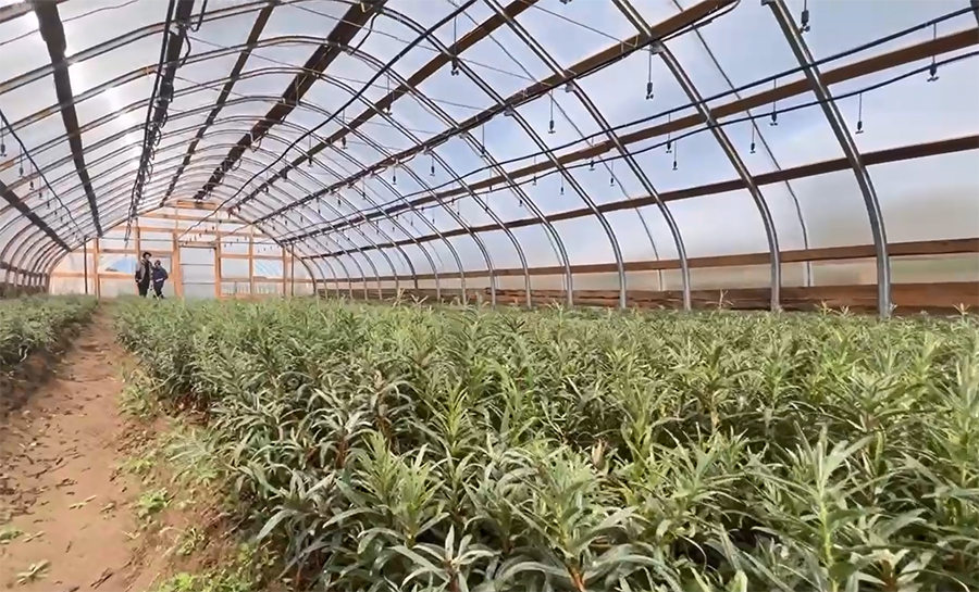 Облепиха Облепиха