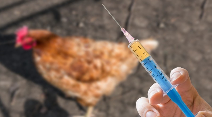 ветеринарные вакцины ветеринарные вакцины