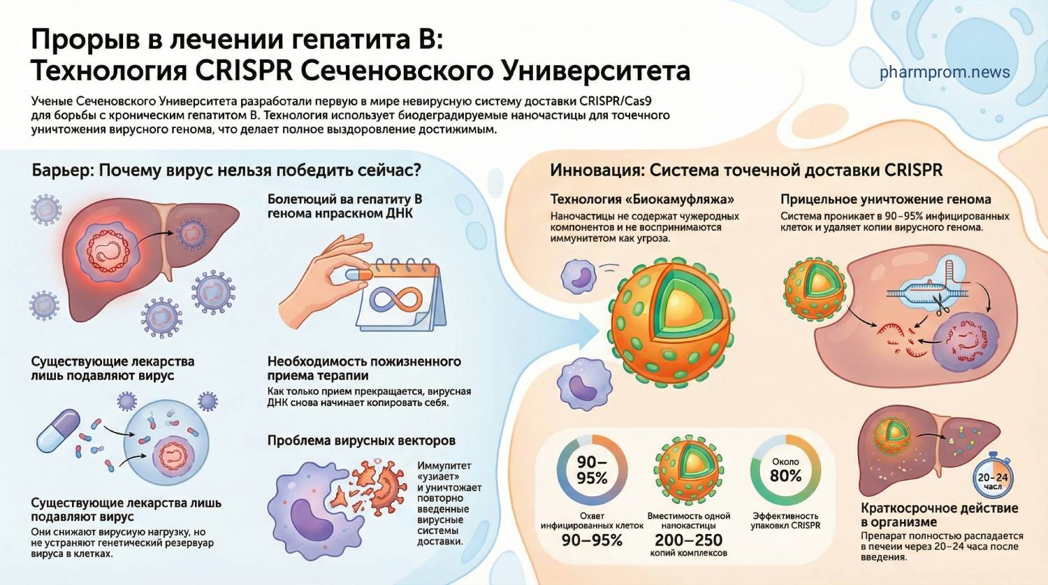 Сеченовка представила первую в мире эффективную систему доставки CRISPR-комплексов 1 создана эффективная система доставки CRISPR-комплексов, позволяющая полностью удалить вирус гепатита B из клеток печени