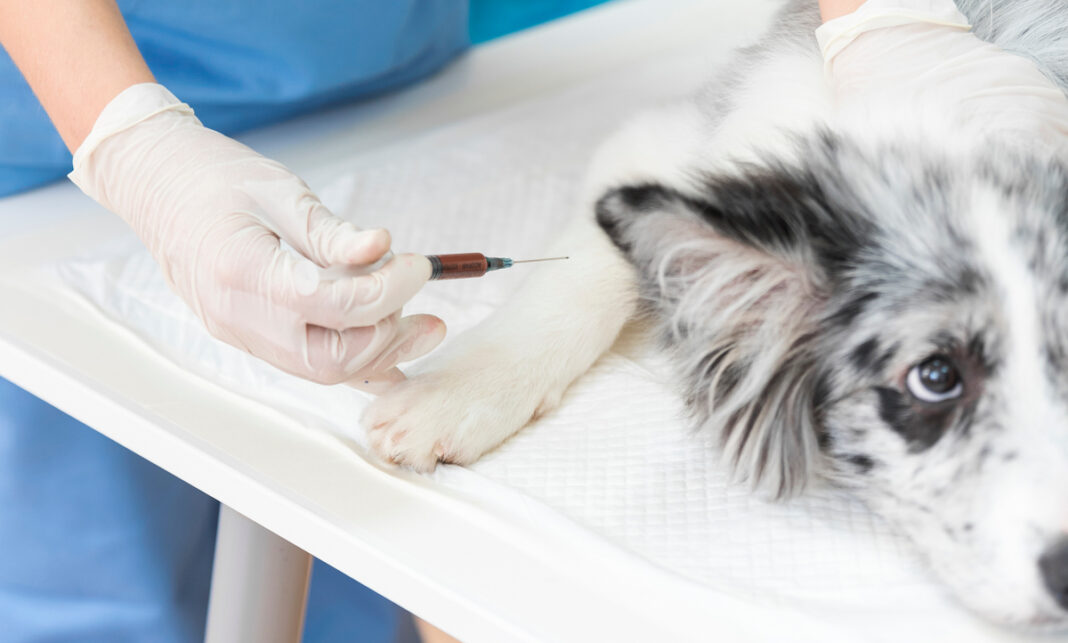 vet-injecting-dog вакцина для животных