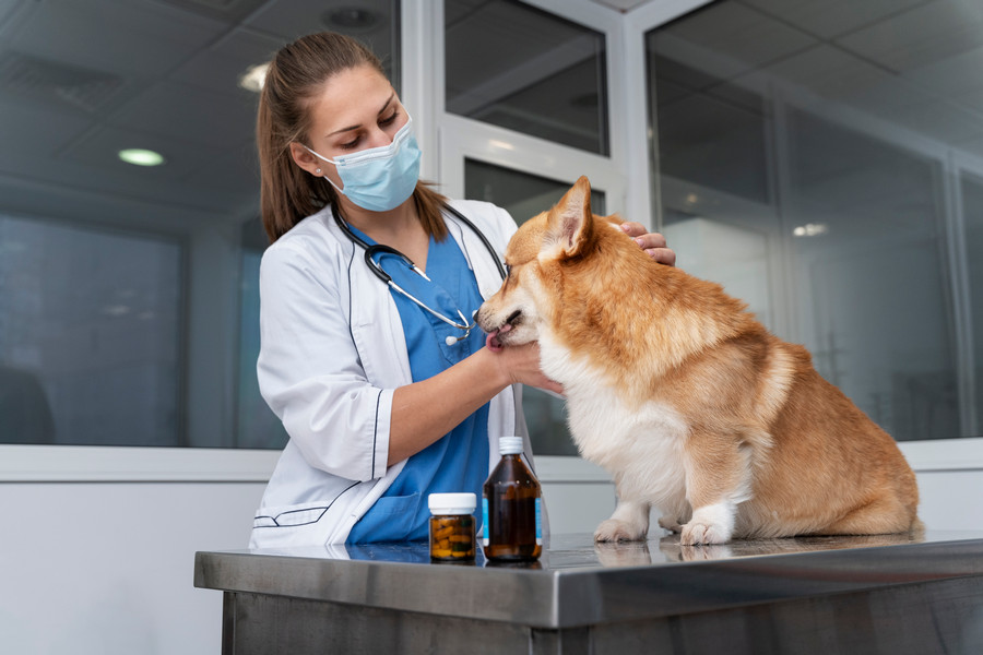 veterinarian-taking-care-pet-dog Ветеринарная клиника