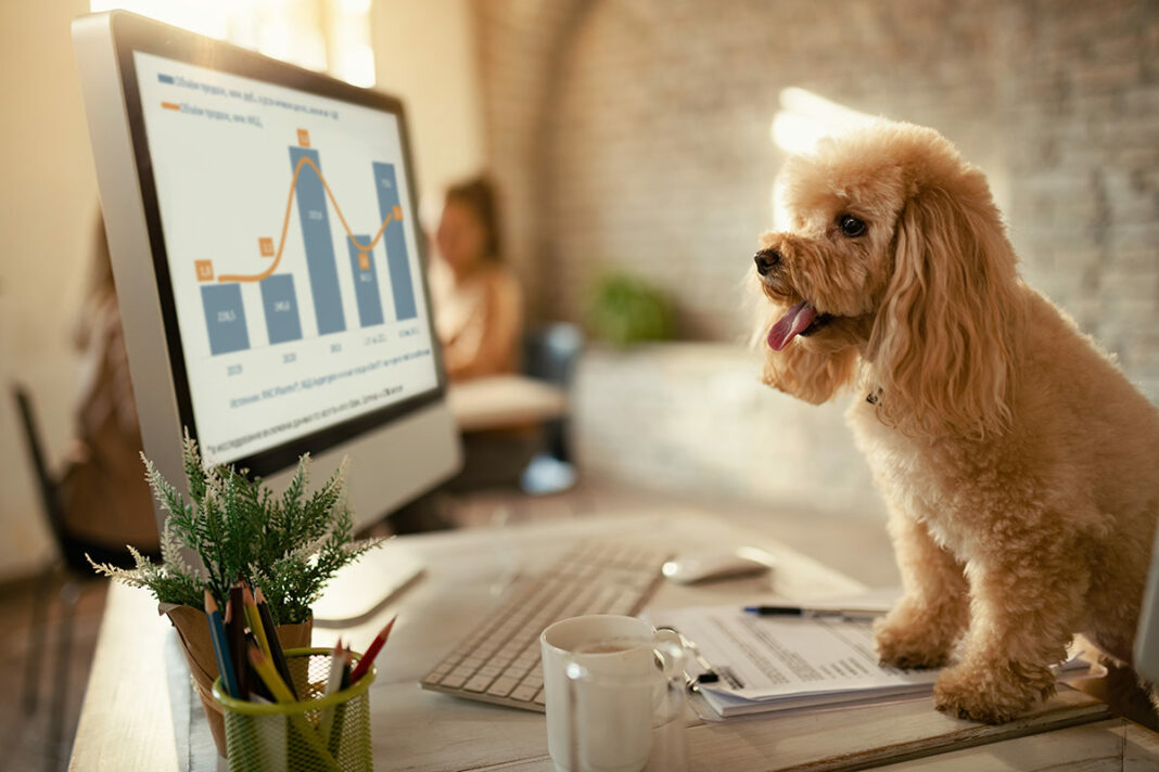 vetpreparaty-stat Продажи ветеринарных препаратов на маркетплейсах
